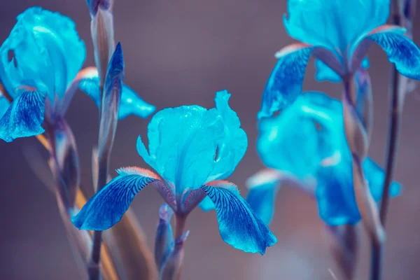 Flores Iris Vintage Azul Jardín —  Fotos de Stock
