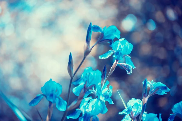 青いヴィンテージ アイリスの庭の花 — ストック写真