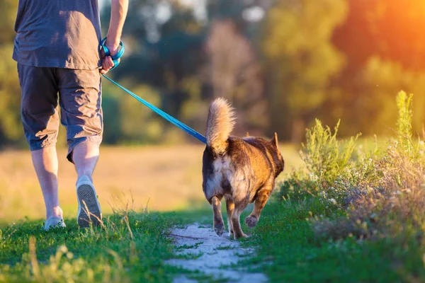 一个带着狗的男人夏天沿着乡间小路走着 — 图库照片