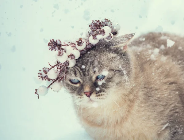 Porträt Des Niedlichen Siamesischen Kätzchens Adventskranz Eine Katze Spaziert Winter — Stockfoto