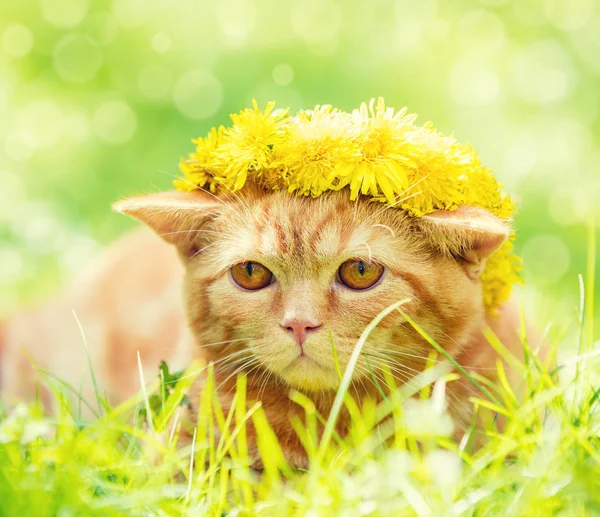 タンポポのフィールドの上に横たわる小さな赤い子猫の肖像画 猫が花の花輪を身に着けていると春を楽しむ — ストック写真