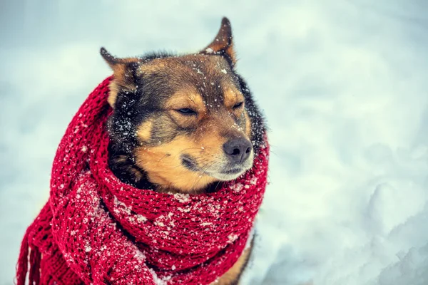 Ritratto Cane Con Sciarpa Lavorata Maglia Legata Collo Cane Seduto — Foto Stock