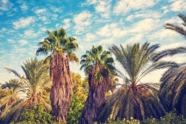 Tropic palmiye ağaçları mavi bulutlu gökyüzü karşı koru. Tropikal akşam peyzaj