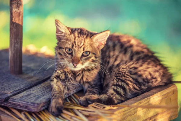 Portret Kotka Syberyjski Mały Zewnątrz Ogrodzie — Zdjęcie stockowe