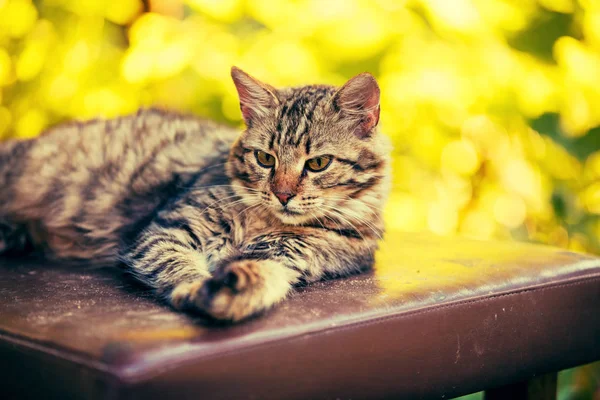 Retrato Gato Siberiano Livre Gato Deitado Jardim Outono Dia Ensolarado — Fotografia de Stock