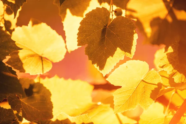 Natural Yellow Leaves Background Vineyard Autumn — Stock Photo, Image