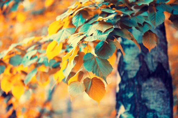 Brzozowy Gaj Jesienią Brzoza Oddziałów Kolorowe Liście Naturalne Podłoże Jesień — Zdjęcie stockowe