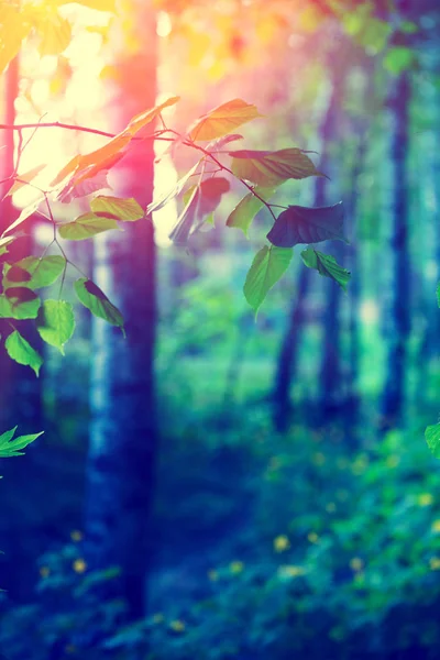 Birkenzweige Mit Grünen Blättern Natürlicher Frühlingshintergrund Mit Sonnenlicht Selektiver Fokus — Stockfoto