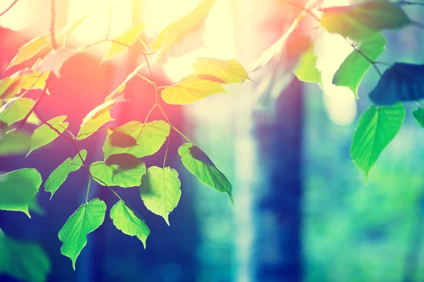桦木树枝带绿叶 自然春天背景与太阳光 选择性聚焦 — 图库照片