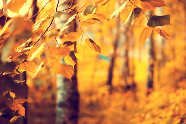Brzozowy Gaj Jesienią Brzoza Oddziałów Kolorowe Liście Naturalne Podłoże Jesień — Zdjęcie stockowe