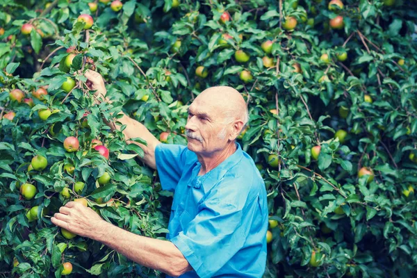 Old man harvesting apples in the orchard