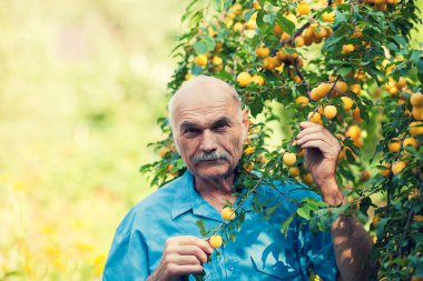 Yaşlı adam sarı erik meyve hasat
