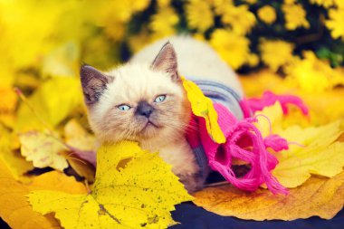 Sonbahar küçük yavru kedi giymiş pembe portre gri örgü atkı. Açık havada oturma düşmüş sarı kedi Bahçe sonbaharda yaprakları