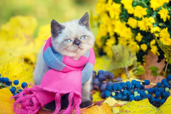 Autumn Portrait Little Kitten Wearing Pink Gray Knitting Scarf Cat — Stock Photo, Image