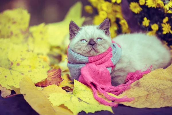 Portrait Automne Petit Chaton Portant Une Écharpe Tricot Gris Rose — Photo