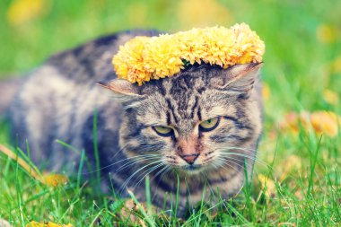 Sonbahar Bahçe çim üzerinde yalan kedi portresi. Çiçek çelenk ile taç kedi