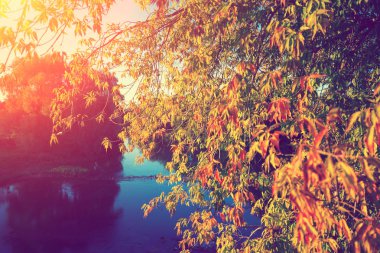 Göl, sonbahar yatay. Dalları göl üzerinde kırmızı yaprakları ile