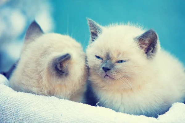 Дві Милі Маленькі Кошенята Сидять Кошику Новорічна Концепція — стокове фото