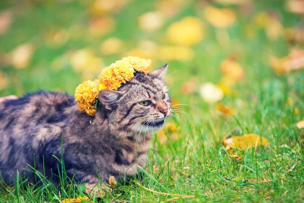 Portret Kota Leżąc Trawie Ogrodzie Jesienią Kot Koronowany Koronki Kwiat — Zdjęcie stockowe
