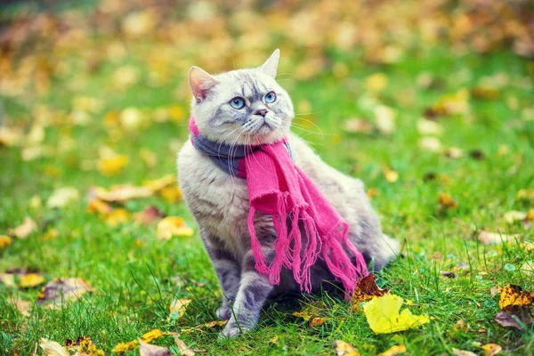 Herfst Portret Van Het Kleine Kitten Dragen Gebreide Sjaal Roze — Stockfoto