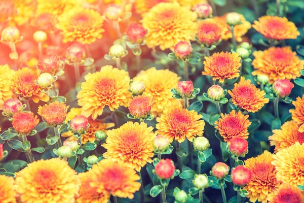 Fleurs Chrysanthème Fleurs Dans Jardin — Photo