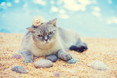 Siyam kedisi kafasında lavabo ile sahilde yatıyor