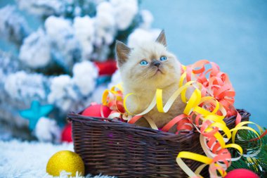 Serpantin köknar ağacı yakınındaki bir sepet içinde oturan sarılı küçük kedi yavrusu