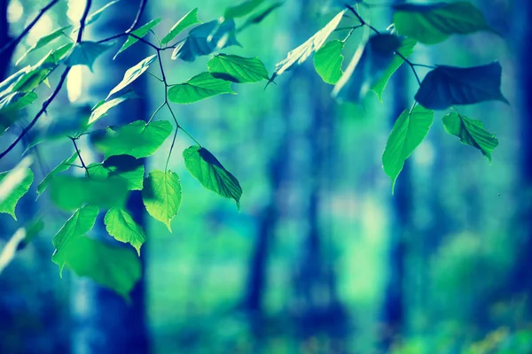 白桦林在春天 桦木树枝带绿叶 自然春天背景 选择性聚焦 — 图库照片
