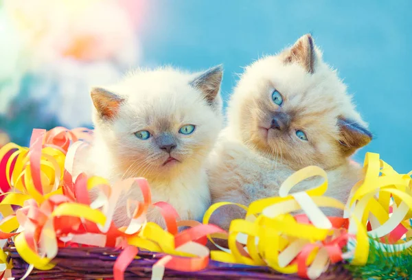 Dos Gatitos Lindos Con Decoración Navideña Gatitos Envueltos Serpentina Sentados —  Fotos de Stock