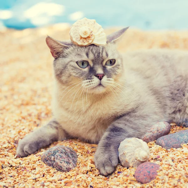 Siamská Kočka Jímky Hlavě Nachází Pláži — Stock fotografie