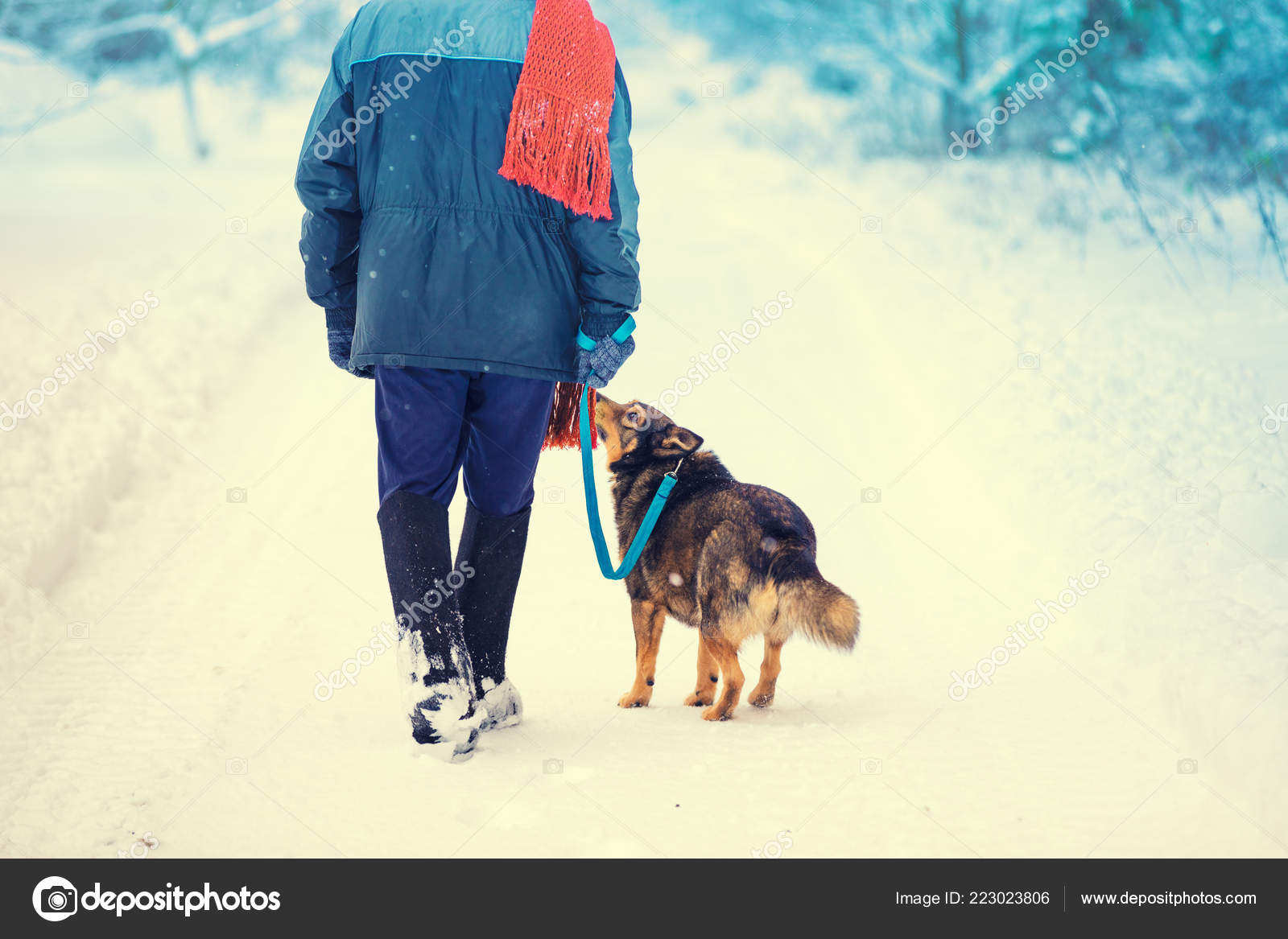Country road dog lead 2025