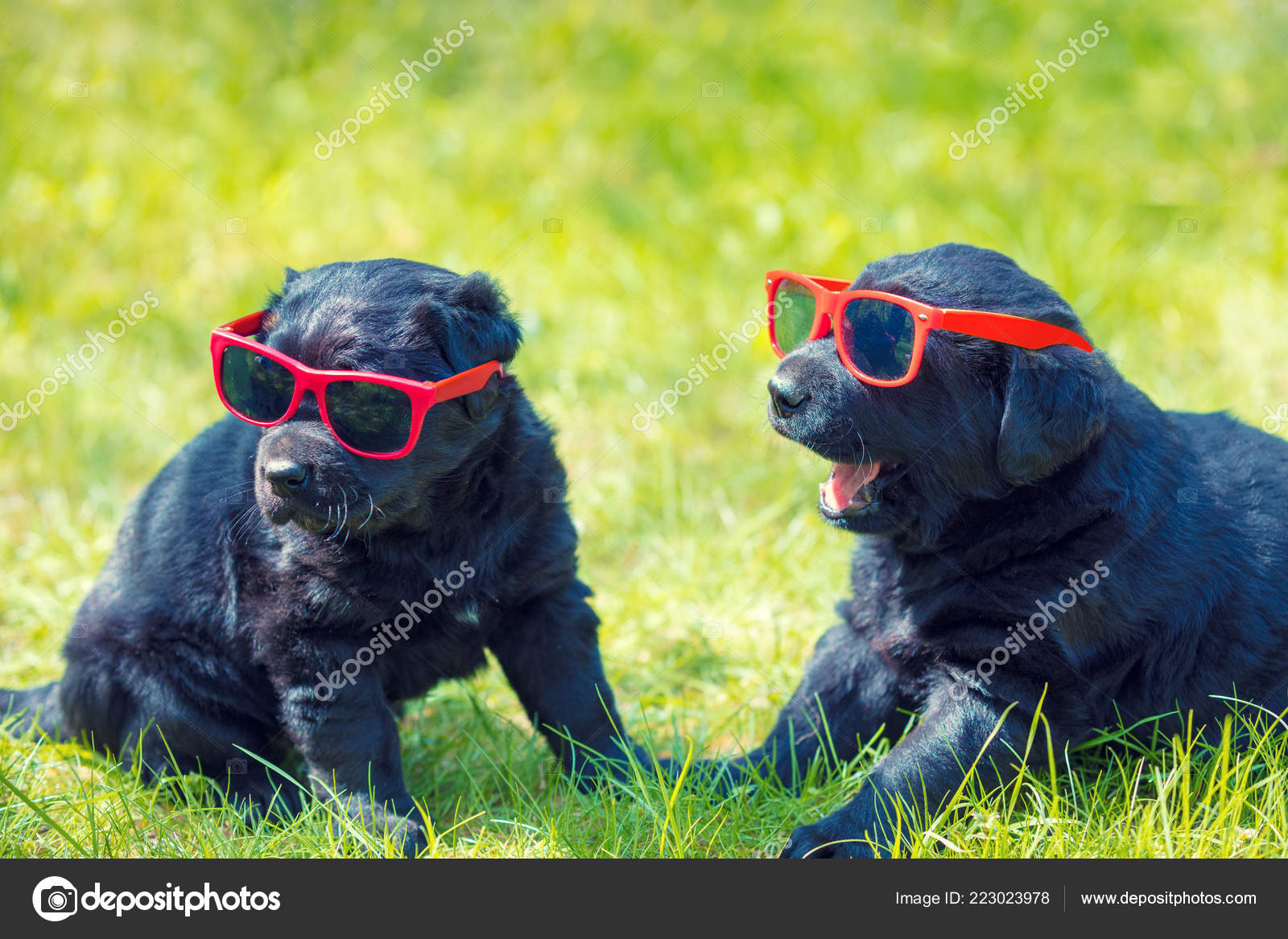 Two Funny Labrador Retriever Puppies Wearing Sunglasses Sitting Grass Stock  Photo by ©vvvita 223023978