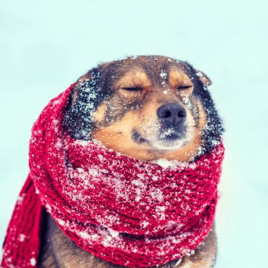 A köpek ile örme eşarp portresi bağlı boyun