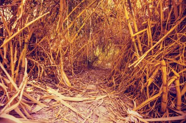 Çölde bir vaha. David şelale için yol boyunca bambu ağaçlarına tünelde. Ein Gedi rezerv, İsrail
