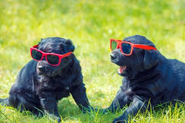 İki komik Labrador retriever yavruları çimlere oturup güneş gözlüğü takıyor