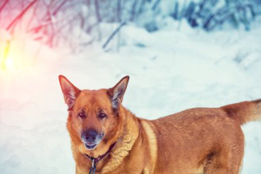 Karlı kış açık havada büyük sarı köpek