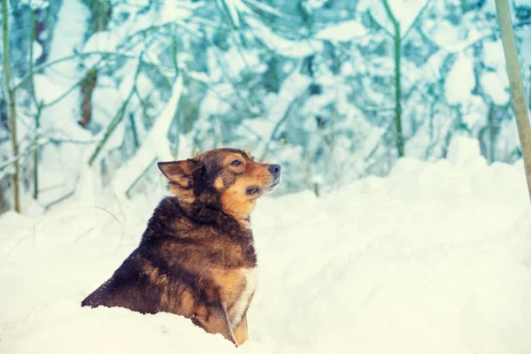 Portrait Chien Dans Une Forêt Enneigée — Photo