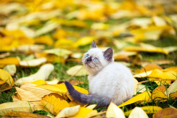Malé Kotě Siamské Chůzi Venkovní Padlých Listí Podzim Zahradní — Stock fotografie