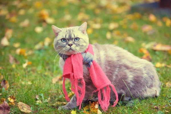 Herbstporträt Des Kleinen Kätzchens Mit Dem Rosa Grauen Strickschal Katze — Stockfoto