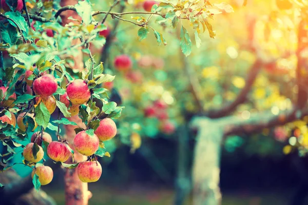 Red Ripe Apples Branch Apple Tree Orchard — Stock Photo, Image