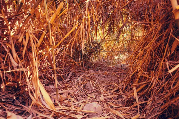 Oasis Desert Tunnel Bamboo Thicket Path David Waterfall Ein Gedi — Stock Photo, Image
