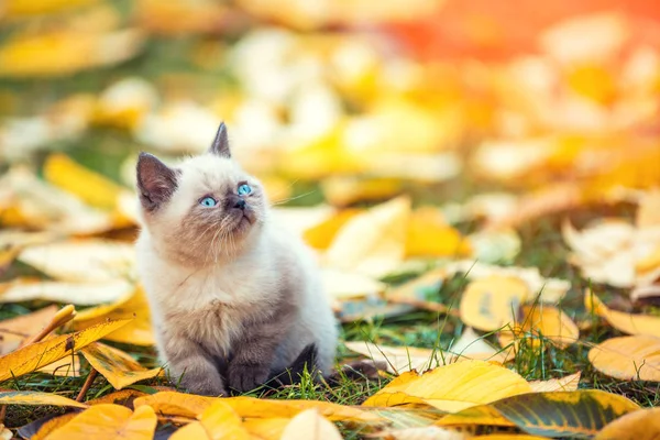 Little Siamese Kitten Walking Outdoor Fallen Leaves Autumn Garden — Stock Photo, Image