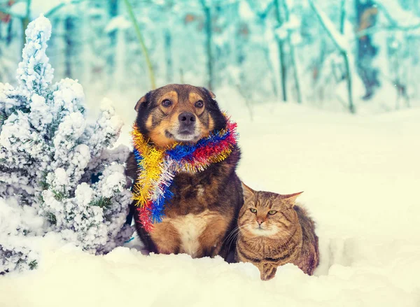 A dog and a cat sitting together outdoors in a snowy forest near a Christmas tree