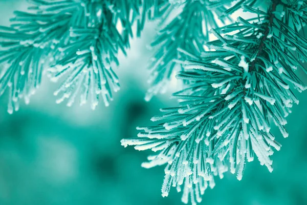 Κλαδιά Του Πεύκου Καλύπτονται Παγετός Φυσικό Χειμώνα Φόντο Φύση Χειμώνα — Φωτογραφία Αρχείου