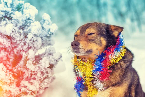 Perro Estaba Enredado Colorido Oropel Perro Sentado Bosque Nevado Cerca —  Fotos de Stock
