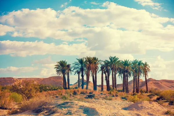 Oasis Desert Grove Palm Trees Desert Wilderness — Stock Photo, Image