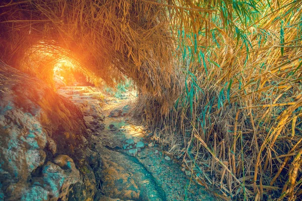 Oasis in the desert. Path to the David Waterfall. Ein Gedi reserve, Israel