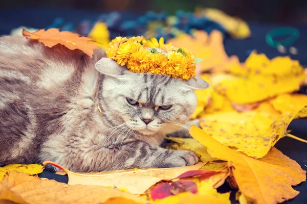 Bir Kedi Üzerinde Düşen Yapraklar Sonbaharda Yalan Portresi Çiçek Çelenk — Stok fotoğraf