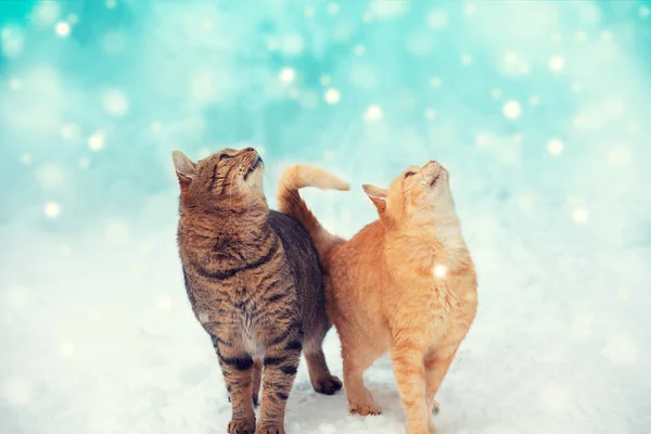 Två Katter Vandrar Den Vinter Utomhus Njuta Snön Katter Inne — Stockfoto