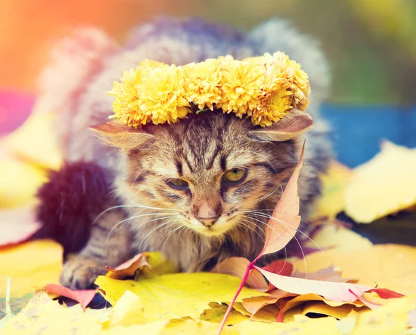 Bir Kedi Üzerinde Düşen Yapraklar Sonbaharda Yalan Portresi Çiçek Çelenk — Stok fotoğraf